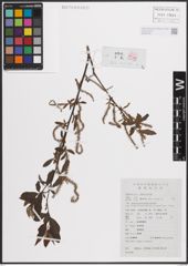 Foto von Salix dunnii C. K. Schneid.